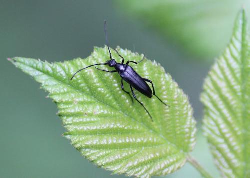 Rutpela nigra